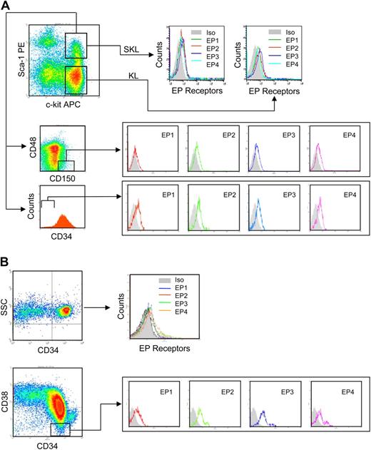 Figure 2. PGE2 receptors are expressed on murine and human HSPCs. (A) Representative FACS gating of Linneg murine bone marrow showing c-kit+ and Sca-1+ gates and SLAM (CD150+, CD48−) and CD34 gating of SKL cells. EP1-EP4 surface receptor expression on murine KL, SKL, SLAM SKL, and CD34neg SKL cells is shown. (B) Representative FACS gating of human CD34+ and CD34+, CD38− UCB cells. EP surface receptor expression on CD34+ and CD34+, CD38− cells is shown.