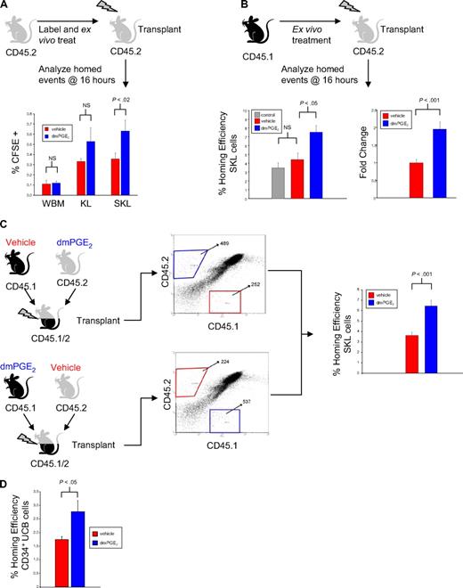 Figure 4. PGE2 increases homing efficiency of HSPCs. (A) Test murine bone marrow cells were labeled with CFSE and treated with vehicle (red) or dmPGE2 (blue) and 2 × 107 labeled and treated WBM cells were transplanted into lethally irradiated mice. Sixteen hours later, bone marrow was analyzed by FACS for homed events. Data are expressed as mean plus or minus SEM; n = 6 mice/group, each assayed individually. (B) Test bone marrow cells from CD45.1 mice were treated with PBS, vehicle, or dmPGE2, and 2 × 107 treated WBM cells were transplanted into lethally irradiated CD45.2 mice. Sixteen hours later bone marrow was analyzed for homed SKL cells. The left panel shows representative data from 1 experiment; n = 3 mice/group, each assayed individually. The right panel shows the combined increase in homing efficiency of SKL cells after dmPGE2 treatment for 3 experiments (n = 6 mice/group per experiment, each assayed individually). (C) SKL cells from CD45.1 and CD45.2 mice were isolated by FACS sorting and treated with either dmPGE2 or vehicle. Five lethally irradiated CD45.1/CD45.2 hybrid mice received 3 × 104 vehicle-treated CD45.1-sorted SKL plus 3 × 104 dmPGE2-treated CD45.2 SKL cells (top panel). Five mice received a similar transplant with treatment groups switched between strains (bottom panel). Representative flow gating of marrow 16 hours after transplantation and combined data for the homing efficiency of dmPGE2- or vehicle-treated, sorted SKL cells (mean ± SEM; n = 10 mice, each assayed individually) are shown. (D) Low-density UCB mononuclear cells (LDMCs) were isolated and treated with either dmPGE2 or vehicle. Five sublethally irradiated NS2 mice received dmPGE2-treated LDMCs and 5 received vehicle-treated LDMCs. Bone marrow was analyzed 16 hours later and the number of CD34+ cells determined and homing efficiency calculated. Data are mean plus or minus SEM for n = 5 mice, each assayed individually.