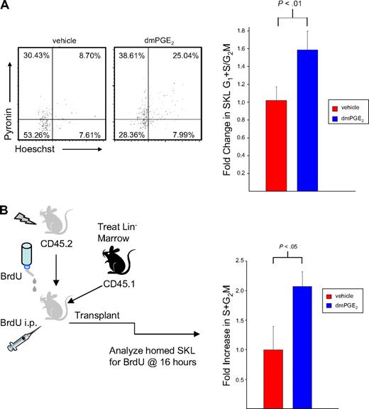 Figure 7. PGE2 increases the proliferation of SKL cells in vitro and in vivo. (A) Linneg cells were treated with either vehicle or 1 μM dmPGE2 for 2 hours, washed, and cultured in media with rmSCF, rhFlt3, and rhTpo. After 20 hours, cells were stained for SKL and Hoechst-33342 and Pyronin-Y. The proportion of SKL cells in cell cycle was quantitated by FACS. Representative flow plot showing cell-cycle distribution of gated SKL cells and combined data for fold increase in cell cycle for dmPGE2-treated cells compared with vehicle control from 3 experiments; mean plus or minus SEM; n = 9 mice, each assayed individually. (B) CD45.1 Linneg bone marrow cells were treated with dmPGE2 or vehicle and transplanted into lethally irradiated CD45.2 mice. Immediately after transplantation, BrdU was provided in drinking water and administered by intraperitoneal injection. Bone marrow was analyzed 16 hours later and the proportion of CD45.1+, SKL cells that was BrdU+ was analyzed by FACS analysis. Data are mean plus or minus SEM; n = 5 per mice/group, each assayed individually.