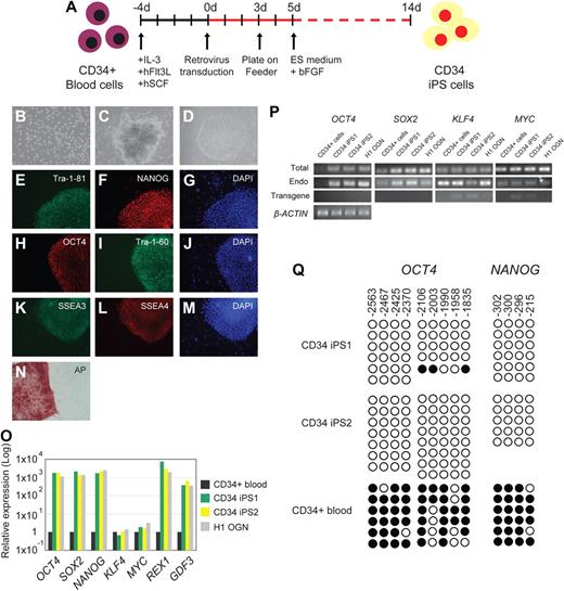 Figure 1. Reprogramming of human blood CD34+ cells to pluripotent iPS cells. (A) Schematic drawing representing the strategy used in this study for reprogramming human CD34+ cells from the mobilized peripheral blood. (B) Morphology of the CD34+ blood cells. (C) Image of a non-ES cell-like colony. (D) Image of a hES cell-like colony. All images were acquired with a standard microscope (Nikon, Tokyo, Japan) with a 10 × objective. (E-N) Immunohistochemistry of human blood-derived iPS cell colonies expressing markers for Tra-1-81 (E), NANOG (F), OCT4 (H), Tra-1-60 (I), SSEA3 (K), SSEA4 (L), and alkaline phosphatase (AP) (N). 4,6-Diamidino-2-phenylindole (DAPI) staining indicates the total cell content per field (G,J,M). Fibroblasts surrounding human iPS colonies serve as internal negative controls for immunohistochemistry staining. Images were acquired with a standard microscope (Nikon) with a 20× objective. (O) Quantitative RT-PCR analyses for the expression of ES cell-marker genes OCT4, SOX2, NANOG, KLF4, MYC, REX1, and GDF3 in human CD34 iPS and the parental CD34+ cells. Individual PCR reactions were normalized against β-ACTIN and plotted relative to the expression level in the parental CD34+ cell. (P) Repression of the exogenously introduced transgenes as shown by quantitative RT-PCR analyses of OCT4, SOX2, MYC, and KLF4 expression. Specific primers were designed to probe for either the coding regions (Total) to measure the expression of both the endogenous gene and the transgene, 3′ untranslated region (Endo), which measure the expression of the endogenous gene only, or primers specific (Transgene) to the region of the viral transgenes. β-ACTIN is shown at the bottom as a loading control for each sample. (Q) Bisulfite genomic sequencing of the OCT4 and NANOG promoters reveals demethylation in the iPS cell lines. Each horizontal row of circles represents an individual sequencing reaction for a given amplicon. Open and filled circles represent unmethylated and methylated CpGs dinucleotides, respectively. The cell lines (CD34+ and its derivatives CD34 iPS1 and CD34 iPS2) are indicated to the left of each cluster. The values above each column indicate the CpG position analyzed relative to the downstream transcriptional start site.