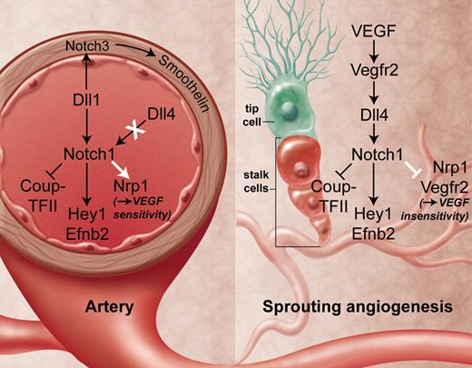 Vascular Dll-Notch signaling. In fetal arteries (left), only Dll1 and not Dll4 appear to signal through Notch1 receptors to block the venous program and to mediate arterial gene expression in endothelia and in the surrounding smooth muscle layer in a VEGF-independent manner. This contrasts with sprouting angiogenesis in the capillary bed (right), where Dll4 is the essential ligand that mediates the arterial program in stalk cells. VEGF induces this pathway and thereby reduces VEGF sensitivity in stalk cells. Professional illustration by A. Y. Chen.