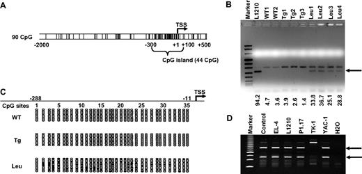 Figure 1. Methylation of the TSC-22 promoter in mouse T or NK LGL leukemia. (A) Examination of sequences within the murine TSC-22 promoter shows a CpG island located from −300 to +100 (G + C, > 50%; length, > 200; observed/expected ratio, > 0.6). The vertical lines are indicative of CG dinucleotides; TSS indicates transcription start site. (B) Leukemic cells were enriched by flow cytometry (≥ 95%) from spleens of the representative mice with T or NK LGL leukemia. Data of the L1210 T-cell lymphoma cell line and of nonleukemic cells (enriched from WT mice or IL-15tg mice with polyclonal T- and NK-cell expansion) were included for comparison. Combined bisulfite restriction analysis (COBRA) of DNA from these malignant and nonmalignant populations provided evidence of TSC-22 promoter methylation (arrow) in L1210 cell line and in the T or NK LGL leukemia cells (Leu) but not in control WT cells (WT) or in cells from IL-15tg mice with polyclonal T- and NK-cell expansion (Tg). Numbers below the agarose gel represent the intensity of the methylated band, normalized by the upper unmethylated band. (C) Bisulfite sequencing of the TSC-22 promoter region from WT, IL-15tg polyclonal, and T or NK LGL leukemia from mouse spleens. Each row of ovals represents the sequence of an individual clone. Unshaded ovals indicate unmethylated CpG site; shaded ovals, methylated CpG site; TSS, transcription start site, which is designed as +1. (D) COBRA analysis of DNA from the TSC-22 promoter region in 5 murine cell lines derived from hematologic malignancies. The 2 digested fragments (arrows) correspond to methylated DNA separated on a PAGE gel.