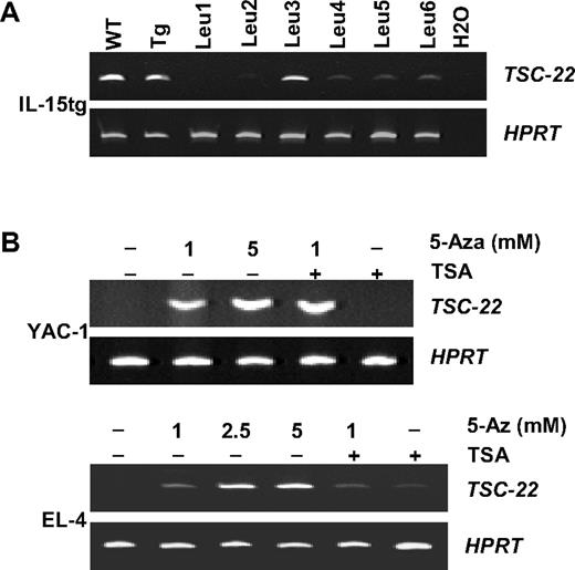 Figure 2. Reduced or absent TSC-22 expression in hematologic malignant tissue is reversed by the demethylation agent 5-Aza in vitro. (A) Expression of TSC-22 detected by regular RT-PCR in WT, polyclonal IL-15tg (Tg), and primary T or NK LGL leukemia (Leu) mouse splenocytes. (B) RT-PCR of the murine lymphoid tumor cell lines YAC-1 and EL-4 indicated that TSC-22 mRNA was undetectable in untreated cells. Treatment with the demethylation agent 5-Aza restored TSC-22 expression in a dose-dependent fashion. Treatment with trichostatin A (TSA, 300 nM), a histone deacetylase inhibitor, did not have a significant effect on TSC-22 transcription. Amplification of HPRT was included as an internal control.