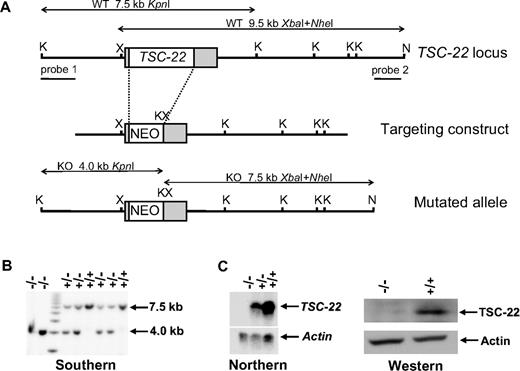 Figure 6. Generation of TSC-22–deficient mice. (A) Schematic representation of the targeting construct and homologous recombination in the TSC-22 region. Restriction enzyme sites of KpnI, NheI, and XbaI at the TSC-22 locus are indicated as K, N, and X, respectively. The probes used in Southern screening of embryonic stem cell and the expected sizes of endogenous and mutated fragments obtained by KpnI single digestion or XbaI and NheI double digestion are shown. (B) Southern blot analysis of KpnI-digested DNA extracted from the littermates derived from a cross between heterozygous TSC-22 mice by using probe 1 (A). The 7.5-kb band indicates the existence of the TSC-22 allele, whereas the 4.0-kb band shows the allele loss. The double digestion of XbaI and NheI followed by hybridization with probe 2 (A) gives rise to a 9.5-kb fragment for the existence of the TSC-22 allele and a 7.5-kb fragment for the allele loss (not shown). (C) Northern blotting (left panel) and Western blotting (right panel) to confirm the lack of TSC-22 expression in the TSC-22−/− mice.