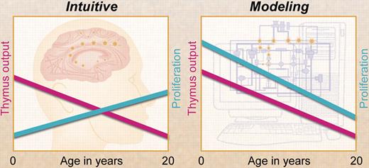 Contrary to intuition, mathematical modeling by Bains and colleagues has shown that T-cell proliferation declines with age and, at any age during childhood, contributes more to the naive T-cell pool than thymus output. Professional illustration by A. Y. Chen.