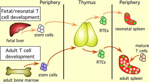 T-cell development in the fetus and the neonate begins with immigration of fetal liver–derived stem cells into the thymus. After intrathymic T-cell maturation is complete, RTEs exit the thymus and enter the lymphoid periphery. RTEs are marked by green fluorescence in mice carrying a transgene-encoding green fluorescent protein driven by the RAG2 promoter. RTEs in the neonate enter a lymphopenic periphery and constitute the majority of peripheral T cells. In the adult, stem cells arise from the bone marrow, and after completing intrathymic maturation, the resulting RTEs exit the thymus and enter a lymphoreplete periphery, where they are surrounded by a majority of mature T cells.