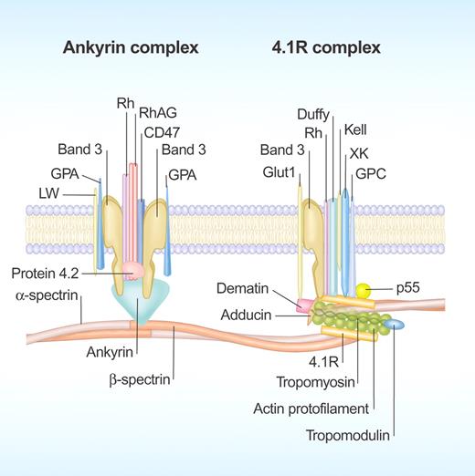 A schematic representation of the red cell membrane. The membrane is a composite structure in which a plasma membrane envelope composed of amphiphilic lipid molecules is anchored to a 2-dimensional elastic network of skeletal proteins through tethering sites (transmembrane proteins) embedded in the lipid bilayer. Professional illustration by Paulette Dennis.