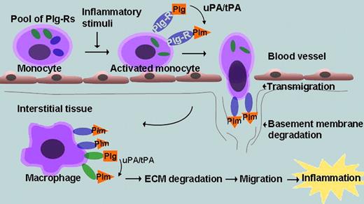 Role of plasminogen receptors (Plg-Rs) during monocyte/macrophage recruitment. Monocyte activation leads to expression of cytosolic pools of Plg-Rs at the cell surface. Plasminogen (Plg) binds to the Plg-R and is converted to plasmin (Plm) by Plg activators (uPA/tPA). The bound Plm facilitates transmigration and basement membrane degradation. As monocytes differentiate into macrophages, additional Plg-Rs support additional Plg binding, which aids in ECM degradation and macrophage recruitment. Enolase-1 functions as a Plg-R for monocyte recruitment into lung tissue.