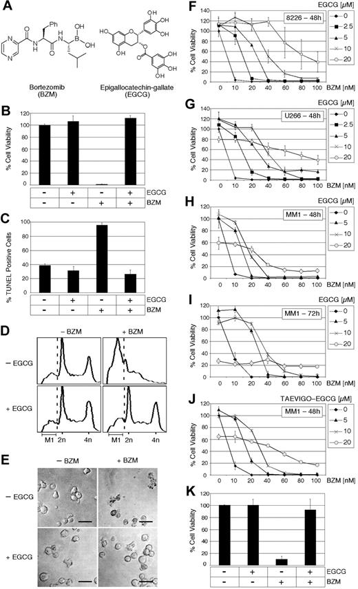 Figure 1. EGCG neutralizes the cytotoxic effects of BZM in multiple myeloma cells. (A) Chemical structures of Bortezomib (BZM) and (-)-epigallocatechin gallate (EGCG). (B) Percentage cell viability of RPMI/8226 cells was determined via MTT assay after 48 hours of treatment with 10 nM BZM in the presence or absence of 10 μM EGCG. (C) Percentage apoptotic cells was determined via TUNEL staining of slides prepared from RPMI/8226 cells treated for 48 hours with 10 nM BZM in the presence or absence of 10 μM EGCG. (D) Cell-cycle distribution of cells treated with 20 nM BZM and/or 20 μM EGCG for 24 hours was determined by flow cytometry analysis.31 Distribution of cells left of the dotted line (M1) indicates apoptotic or sub-G1/G0 cells. Cells in G1 display 2n DNA content (x-axis) and those in G2/M display 4n. Y-axis is relative number of cells. (E) Microphotographic images were taken of RPMI/8226 cells after 24 hours of treatment with 10 nM BZM in the presence or absence of 10 μM EGCG. (F-J) Percentage cell viability of RPMI/8226, U266, and MM1 cells treated for 48 or 72 hours with increasing concentrations of BZM in the presence of increasing concentrations of EGCG or TEAVIGO-EGCG as determined via MTT assay. The percentage survival of nontreated cell cultures was set to 100%; shown is mean ± SE (n ≥ 4). Low concentrations of EGCG may increase the viability of a cell culture to more than 100%; this may be due to a slight reduction of the high basal level of apoptosis, which is present even in nontreated cell cultures (C,D). (K) Patient MM cells were purified from bone marrow aspirates as described32 and analyzed by MTT assay as detailed in panel B. Shown is the average of 4 measurements from 2 independent tissue samples (mean ± SE).