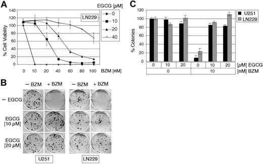 Figure 2. EGCG neutralizes the cytotoxic effects of BZM in glioblastoma. (A) Percentage cell viability of LN229 cells treated for 48 hours with increasing concentrations of BZM in the presence of increasing concentrations of EGCG was determined via MTT assay. (B) U251 and LN229 were treated with 10 nM BZM in the presence or absence of 10 or 20 μM EGCG for 48 hours and the number of long-term surviving cells (2 weeks) was determined by colony-formation assays. Images were taken of representative 6-well plates. (C) The average number of colonies of U251 and LN229 cells treated with BZM in the presence or absence of EGCG is presented as the percentage of colonies from untreated cells, which was set at 100% (mean ± SE; n ≥ 3).
