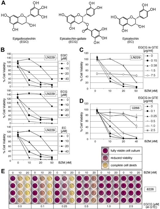 Figure 3. Complete green tea extract and its polyphenols EGC, ECG, and EC neutralize the cytotoxic effects of BZM. (A) Chemical structures of the green tea polyphenols EGC, ECG, and EC. (B) Percentage cell viability of LN229 cells treated for 48 hours with increasing concentrations of BZM in the presence of increasing concentrations of EGC, ECG, and EC was determined by MTT assay. Percentage cell viability of (C) LN229 and (D) U266 cells treated for 48 hours with increasing concentrations of BZM in the presence of increasing concentrations of complete green tea extract (GTE) was determined via MTT assay. In all cases, the average percentage of nontreated cell cultures was set to 100%; shown is mean plus or minus SE (n ≥ 4). (E) Typical result of MTT survival assay of RPMI/8226 cells treated for 48 hours with increasing concentrations of BZM in the presence of increasing concentrations of complete GTE. Shown are wells from a 96-well plate, and each condition is shown in quadruplicate. Deep purple color represents fully viable cell culture; pink(ish) color indicates reduced viability; yellow color indicates absence of viable cells. The concentration of EGCG noted in panels C through E was calculated based on the percentage of EGCG as listed on the label of the liquid GTE (“Materials”).