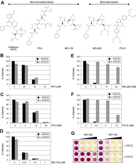 Figure 4. EGCG neutralizes the cytotoxic effect of MG-262 and proteasome inhibitor IX but not NFV, MG-132, and proteasome inhibitor I. (A) Chemical structures of the proteasome inhibitors NFV, proteasome inhibitor I (PS-I), MG-132, MG-262, and proteasome inhibitor IX (PS-IX), and their grouping according to the presence of a boronic acid. (B-F) LN229 cells were treated with increasing concentrations of the individual proteasome inhibitors in the presence or absence of 20 μM EGCG for 48 hours; thereafter, the number of long-term surviving cells that were able to spawn colonies during the following 2 weeks (in the absence of drug treatment) was determined by colony-formation assays. Shown is the mean plus or minus SE (n ≥ 3). (G) Typical result of MTT survival assay of LN229 cells treated for 48 hours with increasing concentrations of BZM in the presence of increasing concentrations of either MG-262 or MG-132. Shown are wells from a 96-well plate. Deep purple color represents fully viable cells; pink(ish) color indicates reduced viability; yellow indicates absence of viable cells.