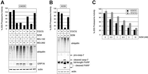 Figure 5. EGCG prevents proteasome inhibition and ER stress induction when combined with BZM and MG-262, but not MG-132. (A) LN229 cells were cultured for 30 hours with 20 nM BZM, 1.5 μM MG-132, or 20 nM MG-262 in the presence or absence of 20 μM EGCG. (Top) Percentage proteasome activity in total cell lysates was determined via 20S proteasome activity assay. (Bottom) The relative amount of polyubiquitinated proteins and the ER stress marker GRP78 was determined via Western blot analysis with specific antibodies against ubiquitin and GRP78, respectively. Western blot to actin was used as a loading control. (B) RPMI/8226 cells were cultured for 30 hours with 20 nM BZM in the presence or absence of 20 μM EGCG. (Top) Percentage proteasome activity from total cell lysates was determined via 20S proteasome activity assay. (Bottom) The relative amount of polyubiquitinated proteins, activated caspase-7 (cleaved casp-7), and cleavage of poly (ADP ribose) polymerase (PARP, which indicates ongoing apoptosis) in RPMI/8226 cells was determined via Western blot analysis with specific antibodies against ubiquitin, caspase-7, and PARP, respectively. (C) Highly purified proteasomes were treated with increasing concentrations of BZM in the presence or absence of 5 μM EGCG. Percentage activity was determined via 20S proteasome activity assay. Shown is percentage proteasome activity (mean ± SE; n ≥ 3), where activity in the absence of drug was set to 100%.