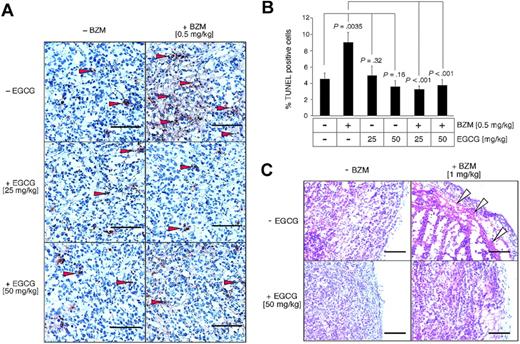 Figure 6. EGCG neutralizes the antitumoral effects of BZM in multiple myeloma in vivo. Tumor-bearing mice were treated with bortezomib and EGCG individually or in combination, or remained untreated. Seventy-two hours later, the animals were killed and the tumors were analyzed by TUNEL (apoptosis indicator) or H&E (morphology). (A) Representative microphotographic images were taken of the TUNEL staining (original magnification 400× for all panels). Arrowheads indicate representatively selected TUNEL-positive cells. (B) The percentage of TUNEL-positive cells (reddish-brown stain) was determined in 10 randomly chosen microscopic fields from each treatment group. Columns represent mean; bars, SEM. Statistically significant differences in the extent of tumor cell death between individual and combination drug treatments are indicated in the chart. (C) Representative microphotographic images were taken of the H&E staining (original magnification ×200 for all panels). Open arrowheads indicate area of subcapsular necrosis.