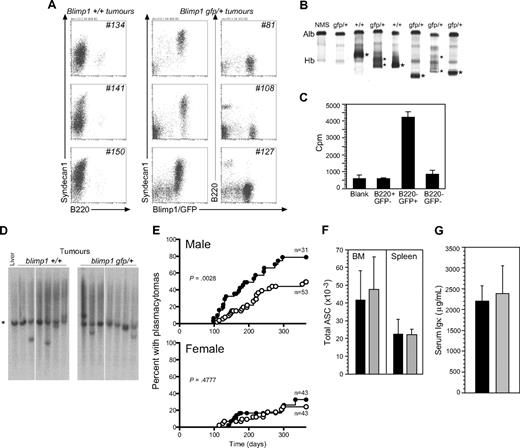 Figure 1. Phenotype and latency of PCTs in v-abl transgenic mice bearing 1 or 2 functional Blimp1 alleles. (A) Surface phenotypes of cells in mesenteric tumors from 3 representative Blimp1+/+ (nos. 134, 141, and 150) and 3 Blimp1gfp/+/v-abl transgenic mice (nos. 81, 108, and 127). Tumors were predominantly composed of Syndecan1+ (and GFP+, when the Blimp1/GFP reporter allele was present), B220− cells, the phenotype of mature plasma cells. (B) Native gel electrophoresis shows clonal Ig or paraprotein (*) in the serum of PCT-bearing mice. Alb indicates albumin; and Hb, hemoglobin. (C) Tritiated-thymidine incorporation during a 6-hour culture of cell populations sorted from a Blimp1gfp/+ tumor. (D) Genomic Southern assay showing c-myc gene rearrangements in the vicinity of the promoter. *The 3.6-kb germline band. (E) Kaplan-Meier plot of PCT incidence, by sex and genotype (●, Blimp1+/+; ○, Blimp1gfp/+). See “Methods” for statistical analyses. (F) Total number of ASCs in BMs (of 1 femur) and spleens. Values are means ± SDs of 4 mice (■, Blimp1+/+; ▩, Blimp1gfp/+). (G) Serum Igκ levels in naive, adult male B6 (Blimp1+/+) and Blimp1gfp/+. Values are means (± SDs) of 4 mice (■, Blimp1+/+; ▩, Blimp1gfp/+).