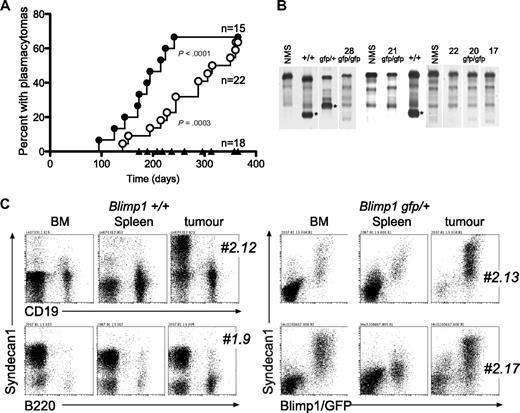 Figure 2. Tumor phenotype and prevalence in mice reconstituted with v-abl transgenic fetal liver as a function of Blimp1 gene dose. (A) Kaplan-Meier plot of PCT incidence by Blimp1 genotype (●, Blimp1+/+; ○, Blimp1gfp/+, ▴, Blimp1gfp/gfp). See “Methods” for statistical analyses. (B) Native gel electrophoresis to reveal paraprotein (*) in the serum of PCT-bearing mice. Vertical lines (white) have been inserted to indicate gel lanes repositioned to juxtapose relevant samples; sera were run in batches on different days, but the NMS control included on each gel is shown in the figure. (C) Flow cytometric analyses of cells from tumors, BM, and spleens of mice reconstituted with Blimp1+/+ (2 mice) and Blimp1gfp/+ fetal liver stem cells (2 mice), stained as indicated. In the latter 2 mice, GFP+ cells were B220− (data not shown). # indicates mouse designation number.