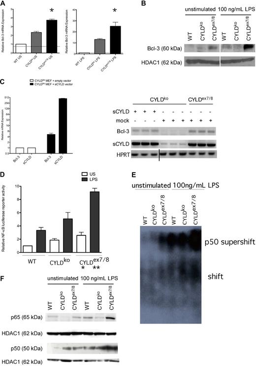 Figure 2. Analysis of NF-κB signaling in CYLDex7/8 BMDCs. (A) Differentiated day 6 WT BMDCs were stimulated (100 ng/mL LPS, 12 hours) or left untreated, and quantitative real-time–polymerase chain reaction (qRT-PCR) was performed to detect mRNA levels of Bcl-3. mRNA levels were normalized by HPRT levels and expressed as fold change. (B) Nuclear BMDC extracts from unstimulated and stimulated (100 ng/mL LPS, 12 hours) were examined by Western blotting using anti–Bcl-3. Shown are lysates from WT, CYLDko, and CYLDex7/8 mice. HDAC1 antibody was used as a loading control. (C) CYLDko mouse embryonic fibroblasts (MEFs) cells were transfected with empty vector or with sCYLD vector. Comparison of Bcl-3 up-regulation when sCYLD is expressed in CYLDko MEFs compared with mock-transfected CYLDko (bar graph). Gel represents the qRT-PCR products obtained after performance of qRT-PCR on sCYLD-transfected or mock-transfected MEFs as indicated in figure. Vertical line has been inserted to indicate a repositioned gel lane. (D) NF-κB luciferase reporter activity of BMDCs transfected with a NF-κB luciferase reporter construct untreated or stimulated (LPS 100 ng/mL, 12 hours). Cells were lysed after 24 hours, and luciferase activity was measured by a luminometer (Berthold Technologies, Bad Wildbad, Germany) using the dual luciferase reporter assay system from Promega. Data were standardized according to the Renilla luciferase activity and normalized to represent fold differences. *P < .05 using 1-way ANOVA between unstimulated samples; **P < .05 using 1-way ANOVA between LPS-stimulated samples. In Panels A, C and D: Data represent mean values with standard mean error bars. (E) EMSA was performed with nuclear extracts from BMDCs that were unstimulated or stimulated with 100 ng/mL LPS for 12 hours and subsequently incubated with NF-κB–specific labeled probe and p50 antibody to perform supershift, and separated by native polyacrylamide gel electrophoresis (PAGE). (F) Nuclear BMDC extracts from unstimulated and stimulated (100 ng/mL LPS, 12 hours) were examined by Western blotting using anti-p50 and anti-p65. Shown are lysates from WT, CYLDko, and CYLDex7/8 mice. HDAC1 antibody was used as a loading control.