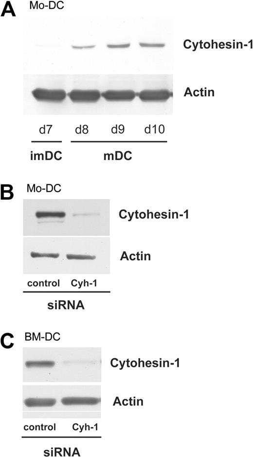 Figure 1. Cytohesin-1 is up-regulated in human Mo-DCs during maturation, and is efficiently silenced by RNAi in both human and murine DCs. Western blot analysis shows that cytohesin-1 expression is up-regulated in human monocyte-derived dendritic cells (Mo-DCs) upon maturation induced by LPS (1 μg/mL)/TNF alpha (50 ng/mL; panel A lanes d8, d9, d10). Expression of cytohesin-1 is barely detectable in immature dendritic cells (imDCs), but maturation results in a strong increase of cytohesin-1 expression, reaching maximum levels at day 9 (A). Using square wave electroporation, cytohesin-1 expression was efficiently silenced in mature DCs. Western blot analysis shows that RNAi of cytohesin-1 reduces specific protein expression 96 hours after electroporation in human Mo-DCs (B) or murine bone marrow-derived DCs (BM-DCs, C).