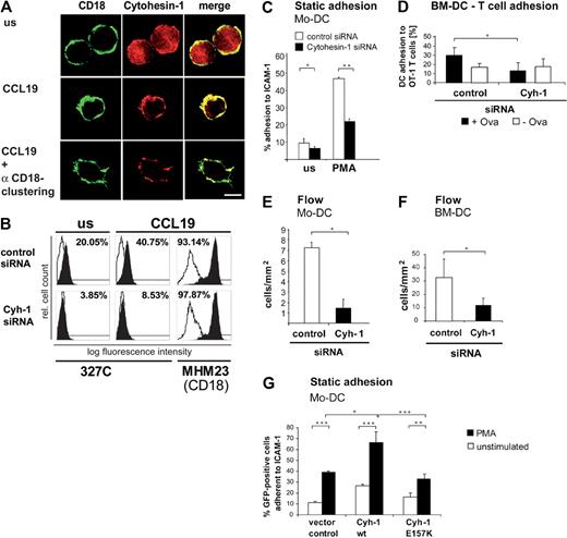 Figure 2. Cytohesin-1 (red fluorescence) colocalizes with CD18 (green fluorescence) and mediates both CD18 activation and adhesion. In contrast to unstimulated mature Mo-DCs where cytohesin-1 (detected by mAb 7H2) localizes to the cytoplasm (A top panel), stimulation with 200 ng/mL CCL19 for 10 minutes induces translocation of cytohesin-1 to the plasma membrane (A middle panel) where it colocalizes with beta-2 integrins, clustered by an anti-CD18 antibody (A bottom panel; bar represents 5 μm). All shown fluorescence staining images are confocal images, focused on the medial z-position of the respective cells, that is, the cytoplasm and the plasma membrane (A). The different fluorochromes of secondary antibodies in the costaining of cytohesin-1 and CD18 were acquired sequentially by the use of a confocal laser scanning microscope (A). Flow cytometric analysis shows that CCL19 (200 ng/mL for 10 minutes) strongly increases the expression of the high-affinity state (detected by mAb 327C) of LFA-1 (B). RNAi of cytohesin-1 reduces expression of the activation epitope, compared with control cells (B). In contrast, a constitutive CD18 epitope (detected by mAb MHM23) is not altered after RNAi of cytohesin-1 (B). The empty profiles in the flow cytometry histograms indicate the background cell stainings by isotype controls (B). RNAi of cytohesin-1 strongly reduces static adhesion of Mo-DCs to ICAM-1-Fc compared with control cells (C). Cytohesin-1 siRNAs selectively down-regulate antigen-specific BM-DC adhesion to OT-1 T cells (D). Under flow conditions, RNAi of cytohesin-1 reduces dynamic adhesion of Mo-DCs to human umbilical vein endothelial cells (HUVECs; E) or of BM-DCs to brain endothelioma cells (B end5; F). Overexpression of wild-type cytohesin-1 but not of the GEF-deficient E157K mutant increases static adhesion of GFP-cotransfected Mo-DCs to ICAM-1-Fc (G). In the static adhesion assays, Mo-DCs were stimulated with 50 ng/mL PMA for 60 minutes at 37°C (C,G). Error bars indicate ± SD (C-G). ***P < .001, **P < .01, *P < .05. Each experiment was repeated at least 3 times independently. Each single experiment was performed in duplicate.