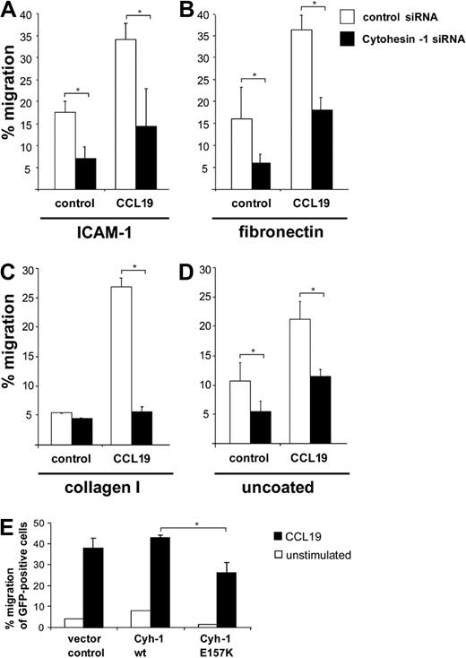 Figure 3. RNAi of cytohesin-1 reduces chemotaxis of mature Mo-DCs. Transwell migration assays show that CCL19 (200 ng/mL)–induced chemotaxis is overall strongly reduced in cytohesin-1 knockdown mature Mo-DCs, using integrin ligands ICAM-1-Fc (∼ 10 μg/mL; A), fibronectin (50 μg/mL; B), collagen I (30 μg/mL; C), or uncoated filters (D). Overexpression of wild-type cytohesin-1 but not of the GEF-deficient E157K mutant increases chemotaxis of GFP-cotransfected Mo-DCs (uncoated filters; E). Error bars indicate ± SD. *P < .05. Each experiment was repeated at least 3 times independently. Each single experiment was performed in duplicate.