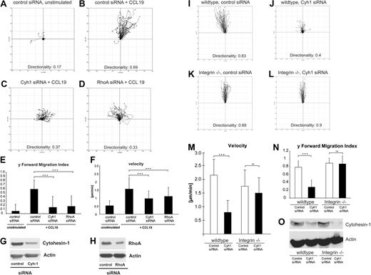 Figure 5. RNAi of cytohesin-1 strongly reduces chemotaxis of mature integrin(+/+) but not of integrin(−/−) BM-DCs in 3-dimensional collagen. Using 3D collagen type I gels, we analyzed the role of cytohesin-1 in BM-DC complex matrix migration. Quantification of time series after live cell imaging shows that directionality, y-forward migration index, and velocity of cytohesin-1 knockdown cells toward the chemokine CCL19 are strongly reduced (C,E,F). RNAi of RhoA results in a highly similar phenotype (D-F). Respective silencing efficiencies are shown by Western blot analysis (G,H). Quantification of 3D migration of integrin-deficient BM-DCs shows that directionality, y-forward migration index, and velocity of cytohesin-1 knockdown cells toward the chemokine CCL19 are strongly reduced in wild-type, that is, integrin(+/+) BM-DCs (J,M,N) but not in integrin(−/−) BM-DCs (L-N). Efficiency of cytohesin-1 RNAi was comparable in both cell types, as shown by Western blot analysis (O). For every 3D migration experiment, the tracks of 60 individual cells were monitored over a period of 3 hours by capturing digital images every 5 minutes. Cell directionality, forward migration index, and velocity were calculated and visualized as plots (A-D, I-L) and animated plots (Videos S1–S8) by analyzing the acquired data with the Chemotaxis and Migration tool plug-in (Ibidi) for ImageJ. Error bars indicate ± SD. ***P < .001; ns indicates not significant. The data are representative for 3 independent experiments.