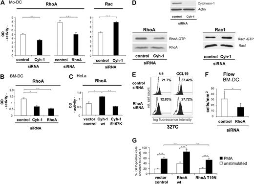 Figure 6. Cytohesin-1 controls the activity of RhoA in several cell types. RhoA is an important regulator of beta-2 integrin activation epitope expression and adhesion of DCs. Using a commercial enzyme linked assay (ELISA), we could show that in Mo-DCs the activity (GTP loading) of the small GTPase RhoA is strongly reduced in cytohesin-1 knockdown cells, compared with control cells. As a positive control for the assay, RhoA activity of RhoA knockdown Mo-DCs was analyzed, which also shows the expected reduction of RhoA activity. The same system was used to measure Rac activity, where RNAi of cytohesin-1 results in an increase of GTP loading (A). Consistently, RhoA activity of RhoA knockdown BM-DCs was also found reduced (B). Overexpression of wild-type cytohesin-1 in EGF-stimulated (50 nM, 1 hour) HeLa cells results in an increase of RhoA activity, compared with the vector control. In contrast, overexpression of the cytohesin-1 E157K mutant results in reduced RhoA activity (C). Cytohesin-1 knockdown down-regulates RhoA activity, but up-regulates GTP loading of Rac1 in EGF-stimulated HeLa (50 nM; 1 hour) cells, as detected by effector protein pull-down and Western blot analysis (panel D bottom panels). Knockdown of RhoA specifically reduces expression of the CD18 327C epitope in Mo-DCs (E) or adhesion under flow of BM-DCs to brain endothelioma (B end5) cells (F). Overexpression of wild-type RhoA but not of the GTP-loading mutant T19N increases static adhesion of GFP-cotransfected Mo-DCs to ICAM-1-Fc (G). In the static adhesion assay, Mo-DCs were stimulated with 50 ng/mL PMA for 60 minutes at 37°C (G). Error bars indicate ± SD. ***P < .001, **P < .01, *P < .05. Each experiment was repeated at least 3 times independently. Each single experiment was performed in duplicate.