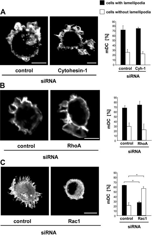 Figure 7. Cytohesin-1 is not involved in the formation of membrane protrusions. Microscopic visualization of F-actin by the use of Cy3-phalloidin shows that the formation of membrane protrusions in mature Mo-DCs is not influenced by RNAi of cytohesin-1, compared with control cells (A). RNAi of RhoA also shows the same unaltered phenotype (B), whereas RNAi of Rac1 results in strong deficiencies in the formation of membrane protrusions (C). Quantification of membrane protrusions shows that after RNAi of cytohesin-1 respective RhoA 70% of all mature Mo-DCs have lamellipodia and do not differ from control cells (A,B). In contrast, RNAi of Rac reduces formation of lamellipodia approximately 50% (C). Bars represent 5 μm. In each individual experiment, 200 mature DCs were counted. Each single experiment was performed in duplicate. Error bars indicate ± SD. *P < .05. Each experiment was repeated at least 3 times independently.