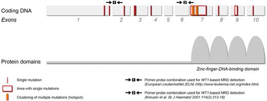 Figure 2. Location of the WT1 gene mutations and their overlap with MRD detection areas. The location of the WT1 gene mutations detected in initial diagnosis and relapse childhood AML samples is schematically presented according to the exon structure of the WT1 gene. Two areas of mutational hotspots were identified in exon 7. Two pairs of primer-probe combinations currently used for WT1-based MRD detection are also depicted in the figure and show overlap with the locations of the mutations.