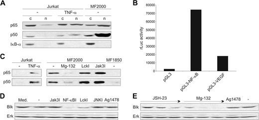 Figure 3. Constitutive NF-κB activity correlates with Blk expression. (A) WB analysis of p65, p50, and IκB-α in cytoplasmic (c) and nuclear (n) extracts of Jurkat T cells either not stimulated (−) or stimulated for 1 hour with 100 ng/mL TNF-α and unstimulated (−) malignant CTCL cells (MF2000). (B) MF2000 cells were cotransfected with a luciferase reporter construct containing either no insert (pGL3), a NF-κB consensus binding site (pGL3-NF-κB), or the proximal VEGF promoter (pGL3-VEGF) and a Renilla luciferase vector. At 48 hours after transfection the cells were lysed, and the luciferase activities were determined. The coexpressed Renilla luciferase activity was used for normalization of transfection efficiency. The experiment was performed with triplicate cultures and is representative of 3 independent experiments. (C) Jurkat, MF2000 (malignant), and MF1850 (nonmalignant) cells were incubated for 3 hours with TNF-α (100 ng/mL), Mg-132 (10 μM), LckI (10 μM), Jak3I (40 μg/mL), or vehicle (−) as shown. Then, DNA binding p65 and p50 were affinity purified from nuclear lysates using bio-oligos with a sequence identical to a putitative NF-κB binding site in the Blk promoter. Finally, the levels of precipitated p65 and p50 were analyzed by WB. (D,E) MF2000 cells were incubated for 24 hours in media (Med.) containing vehicle (−), Jak3I (40 μg/mL), NF-κBI (100 nM), LckI (10 μM), JNKI (5 μM), Ag1478 (200 ng/mL), or increasing concentrations (→) of the NF-κB inhibitors JSH-23 (10, 20, 40 μM) and Mg-132 (0.4, 4, 40 μM). Subsequently, the expression of Blk and Erk was determined by WB.