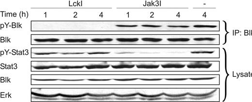 Figure 5. Constitutive activation of Stat3 in CTCL is Blk independent. Malignant T cells (MF2000) were incubated for different time intervals (hours) with LckI (10 μM), Jak3I (40 μg/mL), or vehicle (−). Subsequently, immunoprecipitated Blk (IP: Blk) and respective total cell lysates (Lysate) were analyzed by WB using antibodies against phosphotyrosine, Blk, pY-Stat3, Stat3, and Erk.