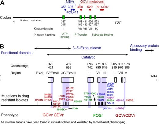 Figure 3. CMV drug resistance mutation maps. CMV drug resistance mutation maps for the UL97 (A) and DNA polymerase (B) genes. Figure was obtained with permission from S. Chou.79