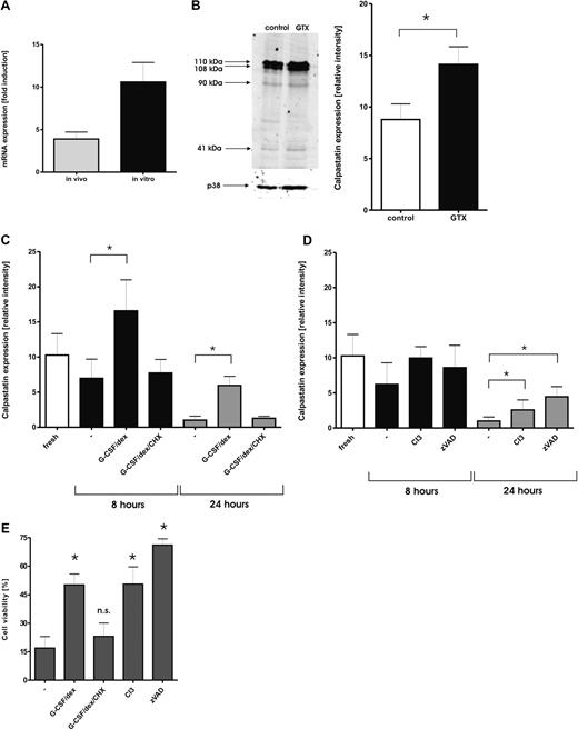 Figure 4. Modulation of calpain/calpastatin pathway by treatment with G-CSF/dexamethasone. (A) Changes in the expression of the CAST gene after treatment with G-CSF and dexamethasone in vivo () or in vitro (■) were measured by the light cycler RT-PCR. Results are presented as the mean ± SEM from 3 independent donors. (B) Different expression of calpastatin after administration of G-CSF and dexamethasone. Samples of neutrophils isolated from control donors (□) and donors stimulated with G-CSF and dexamethasone (■) were subjected to SDS-PAGE and analyzed on Western blots, stained with antibodies against calpastatin. Equal amounts of cells (1.5 × 106) were dissolved in sample buffer, and loaded in each lane. After staining with fluorescently labeled secondary antibody, the blots were scanned with Odyssey and analyzed with Licor Odyssey 2.1 software. Signals were normalized for p38 expression. The intensity of the 2 highest bands recognized by the antibody, which represent 2 major forms of calpastatin in neutrophils, was analyzed. Results represent data from 5 different donors (mean ± SEM). *P < .05 (significant difference). A representative blot comparing calpastatin levels in control cells and mobilized neutrophils is presented. (C) Samples of neutrophils incubated in the presence or absence of G-CSF and dexamethasone were taken at the indicated times and analyzed by Western blot. When indicated, CHX (10 μg/mL) was added to prevent new protein synthesis. Results represent data from 5 independent experiments (mean ± SEM). *P < .05 (significant difference). (D) Samples of neutrophils incubated in the presence or absence of calpain inhibitor 3 (CI3, 20 μmol/L) or caspase inhibitor zVAD (20 μmol/L) were taken at the indicated time points and analyzed by Western Blot. Results represent data from 5 independent experiments (mean ± SEM). *P < .05 (significant difference). (E) Inhibition of Calpains prolongs neutrophil viability. Neutrophils were isolated from healthy donors and cultured overnight alone or with the addition of G-CSF (10 ng/mL), CI3 (20 μmol/L), or zVAD (20 μM). When indicated, CHX (10 μg/mL) was added to prevent new protein synthesis. Cells negative for annexin V staining were considered to be alive. Results represent data from 6 independent experiments (mean ± SEM). *P < .05 (significant difference).