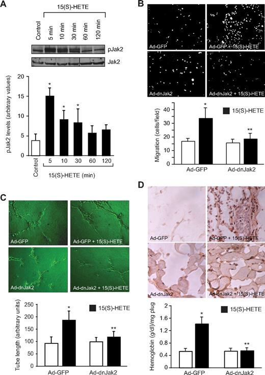 Figure 1. Jak2 mediates 15(S)-HETE–induced HRMVEC migration and tube formation in vitro and Matrigel plug angiogenesis in vivo. (A) Quiescent HRMVECs were treated with and without 15(S)-HETE (0.1 μM) for the indicated time periods, and cell extracts were prepared and analyzed by Western blotting for pJak2 using its phosphospecific antibodies. The blot was reprobed with anti-Jak2 antibodies for normalization. (B,C) HRMVECs were transduced with Ad-GFP or Ad-dnJak2 at 80 MOI, quiesced, and subjected to 15(S)-HETE–induced migration (B) or tube formation (C). (D) C57BL/6 mice were injected subcutaneously with 0.5 mL of Matrigel premixed with vehicle or 5 μM 15(S)-HETE in combination with Ad-GFP or Ad-dnJak2 (5 × 109 pfu/mL). One week later, the animals were killed and the Matrigel plugs were harvested from underneath the skin, and cryosections were either made and immunostained for CD31 (PECAM) using anti-CD31 antibodies or analyzed for hemoglobin content using Drabkin reagent. The bar graphs in panels A through D represent mean ± SD values of 3 independent experiments or 6 plugs from 6 animals. *P < .01 versus control or Ad-GFP; **P < .01 versus AD-GFP + 15(S)-HETE.
