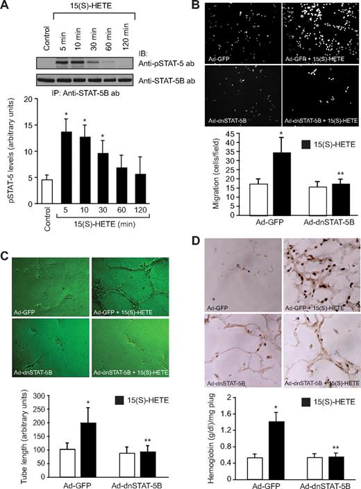 Figure 2. STAT-5B mediates 15(S)-HETE–induced HRMVEC migration and tube formation in vitro and Matrigel plug angiogenesis in vivo. (A) Quiescent HRMVECs were treated with and without 15(S)-HETE (0.1 μM) for the indicated time periods, and cell extracts were prepared. An equal amount of protein from control and 15(S)-HETE–treated HRMVECs was immunoprecipitated with anti–STAT-5B antibodies, and the resulting immunocomplexes were analyzed by Western blotting using phosphospecific anti–STAT-5 antibodies. The blot was reprobed with anti–STAT-5B antibodies for normalization. (B,C) HRMVECs were transduced with Ad-GFP or Ad-dnSTAT-5B at 80 MOI, quiesced, and subjected to 15(S)-HETE–induced migration (B) or tube formation (C). (D) C57BL/6 mice were injected subcutaneously with 0.5 mL of Matrigel premixed with vehicle or 5 μM 15(S)-HETE in combination with Ad-GFP or Ad-dnSTAT-5B (5 × 109 pfu/mL). One week later, the animals were killed and the Matrigel plugs were harvested from underneath the skin, and cryosections were either made and immunostained for CD31 using anti-CD31 antibodies or analyzed for hemoglobin content using Drabkin reagent. The bar graphs in panels A through D represent the mean ± SD values of 3 independent experiments or 6 plugs from 6 animals. *P < .01 versus control or Ad-GFP; **P < .01 versus Ad-GFP + 15(S)-HETE.