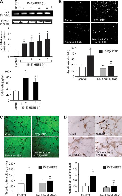Figure 4. IL-8 mediates 15(S)-HETE–induced angiogenesis. (A) Quiescent HRMVECs were treated with and without 15(S)-HETE (0.1 μM) for the indicated time periods, and either RNA was isolated and analyzed for IL-8 mRNA levels by RT-PCR, or medium was collected and analyzed for IL-8 release by ELISA. (B,C) Quiescent HRMVECs were treated with and without neutralizing anti–IL-8 antibodies (3 μg/mL) for 30 minutes at 37°C, followed by washing with medium 131. The cells were then subjected to 0.1 μM 15(S)-HETE–induced migration (B) or tube formation (C) in the presence and absence of 3 μg/mL neutralizing anti–IL-8 antibodies. (D) C57BL/6 mice were injected subcutaneously with 0.5 mL of Matrigel premixed with vehicle or 5 μM 15(S)-HETE with and without 3 μg/mL neutralizing anti–IL-8 antibodies. One week later, the animals were killed and the Matrigel plugs were harvested from underneath the skin, and cryosections were either made and immunostained for CD31 using anti-CD31 antibodies or analyzed for hemoglobin content using Drabkin reagent. Wherever appropriate, preimmune serum was added to the control groups. The bar graphs in panels A through D represent the mean ± SD values of 3 independent experiments or 6 plugs from 6 animals. *P < .01 versus control; **P < .01 versus 15(S)-HETE.