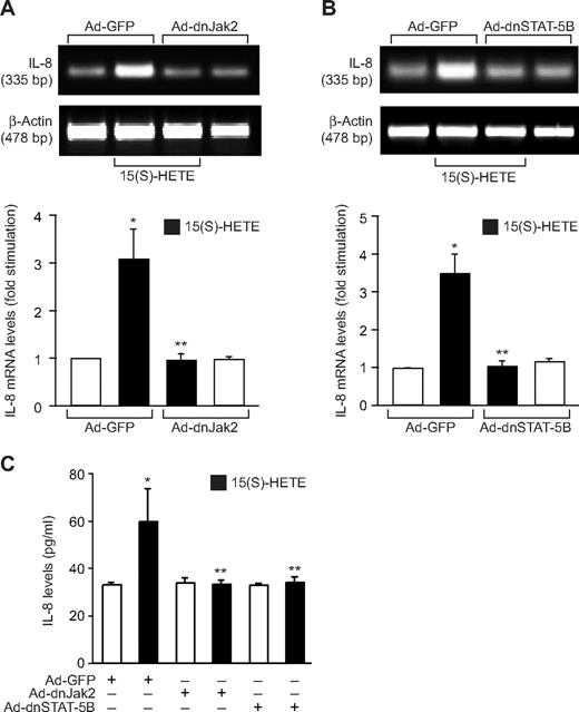 Figure 5. 15(S)-HETE–induced IL-8 expression requires activation of Jak2-STAT-5B signaling in HRMVECs. (A,B) HRMVECs were transduced with Ad-GFP, Ad-dnJak2, or Ad-dnSTAT-5B with 80 MOI, quiesced, and treated with and without 0.1 μM 15(S)-HETE for 4 hours, and RNA was isolated and analyzed for IL-8 mRNA levels by RT-PCR. (C) All the conditions were the same as in panels A and B, except that medium was collected and tested for IL-8 release by ELISA. The bar graphs in panels A through C represent the mean ± SD values of 3 independent experiments. *P < .01 versus Ad-GFP; **P < .01 versus Ad-GFP + 15(S)-HETE.