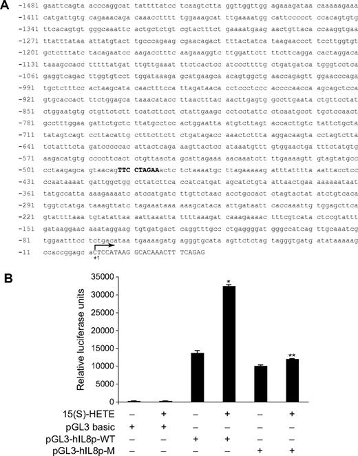 Figure 6. 15(S)-HETE–induced IL-8 promoter-driven luciferase reporter-gene expression requires STAT binding site. (A) Sequence of a 1.5-kb cloned human IL-8 promoter region showing the STAT binding site. (B) HRMVECs were transfected with either empty vector or IL-8 promoter-luciferase constructs, quiesced, and treated with and without 0.1 μM 15(S)-HETE for 6 hours, and cell extracts were prepared and analyzed for luciferase activity. *P < .01 versus pGL3-hIL8p-WT control; **P < .01 versus pGL3-hIL8p-WT + 15(S)-HETE. pGL3-hIL8p-WT, wild-type promoter construct; pGL3-hIL8p-M, mutant promoter construct. Sequence in bold represents STAT binding site; +1 indicates transcription start site.