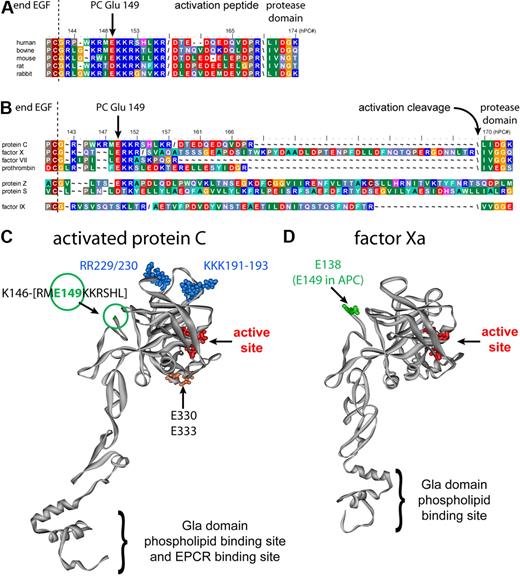 Figure 1. Analysis of highly conserved residue Glu149 in Protein C. (A) Conservation of the C-terminal light chain residues among various protein C species. Forward slash indicates the furin-like cleavage site for posttranslational processing of single-chain protein C into 2 chain; backward slash indicates the activation cleavage site to generate APC. Numbering is for human protein C. (B) The residue corresponding to Glu149 in protein C is conserved in all vitamin K-dependent coagulation factors, with the exception of factor IX. Numbering is for human protein C. (C) Molecular model of APC based on the crystal structure of the protease domain. The C terminus of the protein C light chain was not defined in the x-ray crystallographic structure beyond residue Lys146; hence, the green circle indicates the approximate location of Glu149. Other key residues indicated are the active site catalytic triad in red, 5A-APC substituted residues (Arg229 and Arg230 in the Ca2+ binding loop and Lys191, Lys192, and Lys193 in loop 37) in blue, and Glu330 and Glu333, which are apparently required for PAR-1 cleavage by APC, in orange.29 (D) Location of factor Xa residue Glu138 (green), corresponding to protein C Glu149, in a factor Xa model based on its crystallographic structure. The catalytic triad is indicated in red.