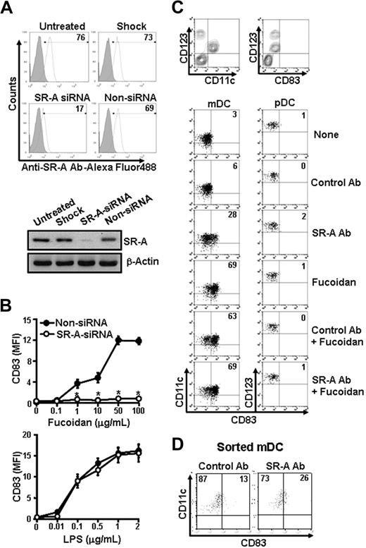 Figure 3. SR-A–mediated maturation of fucoidan-stimulated blood DCs. (A) iMDDCs (106) were left untreated (Untreated) or transfected with DharmaFECT alone (Shock), 200 nM siRNA of SR-A (SR-A siRNA), or 200 nM nontargeting siRNA (Non-siRNA) for 24 hours. Next, the cells were harvested and incubated with Alexa Fluor 488–conjugated anti–SR-A Ab for 30 minutes at 4°C and then analyzed by fluorescence-activated cell sorter. (Bottom panel) The expression of SR-A proteins in siRNA-transfected iMDDCs was then measured by Western blot. (B) iMDDCs were treated and harvested as in panel A. Control (Non-siRNA) and SR-A–deficient iMDDCs were then stimulated with the indicated concentrations of fucoidan or LPS for 24 hours, after which the expression level of CD83 was measured by flow cytometry. *P < .01 compared with Non-siRNA. (C) PBDCs were pretreated with control IgG or anti–SR-A Ab (5 μg) for 1 hour and further cultured in the presence or absence of fucoidan. After 24 hours, CD11chighCD123low and CD11clowCD123high cells were gated and examined for CD83 expression. (Top panel) The expression levels of CD123, CD11c, and CD83 on freshly isolated PBDCs. (D) CD11c+ mDCs were purified using a cell sorter as in Figure 2B and then treated with control IgG or anti–SR-A Ab for 24 hours. The results shown represent the mean ± SD of 3 independent experiments.
