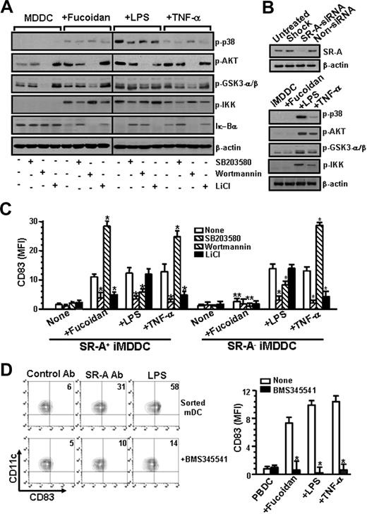 Figure 6. Phosphorylation of p38 MAPK, PI-3K, and GSK3-α/β during fucoidan-induced maturation of iMDDCs. (A) iMDDCs (5 × 106) were pretreated with or without SB203580 (5 μM), wortmannin (1 μM), or LiCl (10 mM) for 1 hour and then incubated with fucoidan (50 μg/mL), LPS (1 μg/mL), or TNF-α (10 ng/mL) for 30 minutes. The samples were then subjected to Western blot using anti–Iκ-Bα and antiphosphorylated p38 MAPK (p-p38), AKT (p-AKT), GSK3-α/β (p-GSK3-α/β), and IKK (p-IKK) Abs. One representative experiment of 3 is shown. Vertical lines have been inserted to indicate a repositioned gel lane. (B) iMDDCs (106) were treated with DharmaFECT alone (Shock), siRNA of SR-A (SR-A siRNA), or nontargeting siRNA (Non-siRNA) as in Figure 3A. iMDDCs were harvested and subjected to Western blot as in panel A. (C) Non-siRNA–treated (SR-A+ iMDDC) or SR-A siRNA-treated iMDDCs (SR-A− iMDDC) were pretreated with kinase inhibitors for 1 hour and then cultured with or without fucoidan, LPS, or TNF-α. After 24 hours, the expression levels of CD83 were determined. (D) In the left panel, CD11c+ mDCs were purified as in Figure 2B and then pretreated with BMS345541 (10 μM) and further cultured with control IgG, anti–SR-A Ab, or LPS for 24 hours. CD83 expression is indicated as percentages of positive cells among total cells. In the right panel, PBDCs were pretreated with BMS345541 (10 μM) for 1 hour and further cultured with or without fucoidan, LPS, or TNF-α for 24 hours. The results shown represent the mean ± SD of 3 independent experiments. *P < .05 compared with that without inhibitors. **P < .05 compared with SR-A+ iMDDCs.