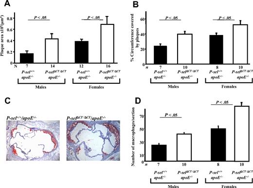Figure 5. Atherosclerosis is accelerated in P-selΔCT/ΔCT/apoE−/− mice compared with P-sel+/+/apoE−/−. Animals were maintained on normal chow, and their aortic sinus lesions were evaluated at 16 weeks of age. (A) Quantitative image analysis of aortic sinus lesion area. Male group showed 2.6-fold increased size of the plaque area. Female mice had 1.8-fold larger lesions than control mice. (B) Measurement of percentage of the aortic sinus circumference covered by atherosclerotic plaques. (C) Representative images of Oil Red-O staining of the aortic sinus. Representative images, showing an increase in plaque area in P-selΔCT/ΔCT/apoE−/− mice compared with P-sel+/+/apoE−/− mice (female mice). (D) Quantitative image analysis of macrophage content in the aortic sinus atherosclerotic plaques. Data represent mean ± SEM.