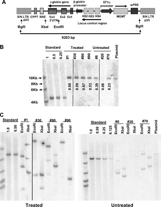 Figure 5. Increased levels of vector-transduced HSCs after in vivo selection of mice transplanted with γ-globin/MGMT lentiviral vector-transduced cells. (A) Schematic diagram of the γ-globin/MGMT lentiviral vector showing the pertinent restriction enzyme sites used in the Southern blot analyses. (B) Southern blot analysis of genomic DNA, cut with BglII, from the BM of individual mice (indicated by mouse number) transplanted with V5-EF1-MGMT–transduced β-thalassemic BM cells. DNA size ladder is shown in the leftmost lane, whereas the vector plasmid DNA as a positive control is shown in the last lane (plasmid). Numbers below each lane represent the vector copy number as determined by densitometry, relative to the “Standard,” which is DNA from a K562 clone that contains a single copy of an integrated GFP lentiviral vector (1.0). Dilutions of this DNA with naive K562 DNA to establish samples with vector copy numbers of 0.5 and 0.25. Vertical lines have been inserted to indicate a repositioned gel lane. (C) Southern blot analysis of genomic DNA, cut with EcoRI or XbaI as indicated, from the BM of individual mice (indicated by mouse number) transplanted with V5-EF1-MGMT-transduced β-thalassemic BM cells, as indicated. These enzymes cut once within the provirus; therefore, each band reflects a unique host genomic-vector junction fragment. Vertical lines have been inserted to indicate a repositioned gel lane.