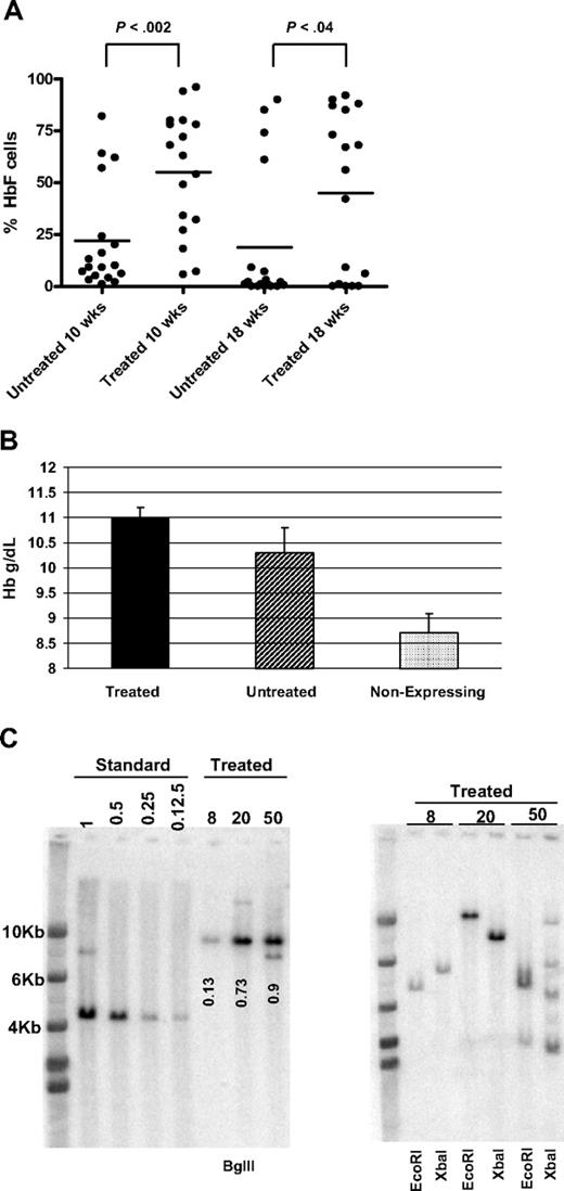 Figure 7. In vitro selection of transduced cells before transplantation results in increased engraftment of γ-globin–expressing cells and improved Hb levels. (A) The percentage of HbF-positive cells at 10 and 18 weeks after transplantation, as assessed by FACS, is shown for mice receiving transplantations of either untreated (n = 18) or drug-treated (n = 17) lineage-negative BM cells. P values of Student t test are shown. (B) The mean Hb levels of mice receiving transplantations of untreated or drug-treated BM cells are shown. As a control, the mean Hb level of all mice from both groups that had no γ-globin–expressing cells is shown. One-way analysis of variance with Bonferroni multiple comparison showed that Hb levels of treated and untreated groups significantly differed from the Hb level of mice that lacked γ-globin expression (P < .001 and P < .05, respectively). The difference between treated and untreated groups did not reach statistical significance. Data are expressed as mean ± SEM. (C) Vector copy number determination in animals receiving in vitro selected cells. Left panel: Southern blot analysis using BglII-digested BM DNA from the indicated animals. Left lanes indicate the copy number standards, as described in Figure 5 legend. Numbers indicate the VCN, as determined by densitometry, relative to the copy number standards. In addition to the hybridizing band of correct size, animal 50 also shows a second band that is smaller and probably represents vector containing a small deletion. Right panel: Southern blot analysis of BM DNA from the indicated animals, digested with the enzymes as labeled.