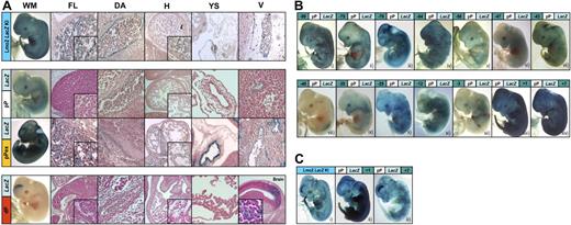 Figure 3. Transgenic analysis of Lmo2 candidate regulatory elements at midgestation. (A) Transgenic mouse embryos at E12.5 showing X-Gal reporter expression in a Lmo2 LacZ knock-in (Lmo2 LacZ KI) and X-Gal reporter expression driven by 3 different LMO2 promoter constructs (pPLacZ, pPexLacZ, and dpLacZ). Whole-mount staining (WM) and representative histologic sections of FL, dorsal aorta (DA), heart (H), yolk sac (YS), and peripheral vessels (V) are depicted. The Lmo2 LacZ KI embryo is macroscopically characterized by staining of vessels, brain, eyes, somites, apical ridges of the limb buds, and tail. Histologically, X-Gal is expressed in peripheral and main vessels, FL, DA, and circulating erythrocytes (see inset at higher magnification of representative areas in FL and H). Compared with the LMO2 349-bp minimal pP (pPLacZ) a 1.3-kb extended version of the pP (pPexLacZ) increases dramatically the expression in endothelial cells. In contrast, the LMO2 dP (dPLacZ) directs expression to the forebrain only (note that the brain section is placed instead of a vessel section). (B) Transgenic mouse embryos at E12.5 showing whole-mount X-Gal staining of the LMO2 minimal pP in collaboration with 1 of 14 putative enhancers. The numbers in the green box of each panel correspond to the distance in kilobases of the putative regulatory elements with respect to the mouse Lmo2 ATG as shown in Figures 1 and 2. Eight enhancer elements −90, −75, −70, −64, −25, −12, +1, and +7 significantly augment the endothelial staining of pPLacZ and/or induced LacZ expression in several additional tissues, such as tail, apical ridges of the limb buds, brain, and potentially FL. In contrast, the elements −58, −47, −43, −40, −35, and −3 show similar or less LacZ expression compared with pP. (C) Comparison of cleared, X-Gal-stained transgenic mouse embryos at E12.5 bearing the Lmo2 LacZ KI (i) and pP combined with the 2 strongest enhancers +1 (ii) and +7 (iii). Besides the strong endothelial enhancement the pP +1 construct shows strong expression in the apical ridges of the limb buds and the tail (ii), whereas pP +7 confers additional brain staining (iii).
