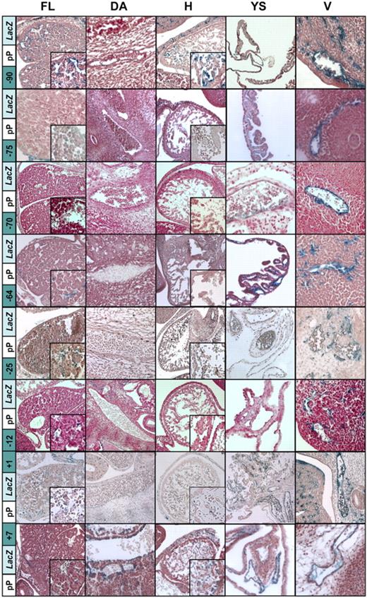Figure 4. Histologic analysis of single enhancer constructs reveals multiple elements conferring weak hematopoietic expression. Histologic sections of FL, dorsal aorta (DA), heart (H), yolk sac (YS), and peripheral vessels (V) from transgenic mouse embryos at E12.5. X-Gal reporter expression driven by the LMO2 349-bp minimal pP (pPLacZ) combined with each of the 8 enhancers (−90, −75, −70, −64, −25, −12, +1, +7). As previously shown, the pPLacZ construct can mediate only a weak endothelial-specific activity (Figure 3B). The endothelial expression is enhanced by collaboration of pP with any of the presumed enhancer elements under investigation. The strongest endothelial enhancer activity is conferred by the elements −90 and +7, which are able to direct expression to the DA and endocardium. Most interestingly, the elements −90, −75, −64, −25, −12, and +1 confer weak and focal FL expression, whereas the element −75 mediates weak staining to circulating erythrocytes (see inset in FL, H, and V). However, overall hematopoietic staining is still less pronounced compared with the Lmo2 LacZ KI (Figure 3A).