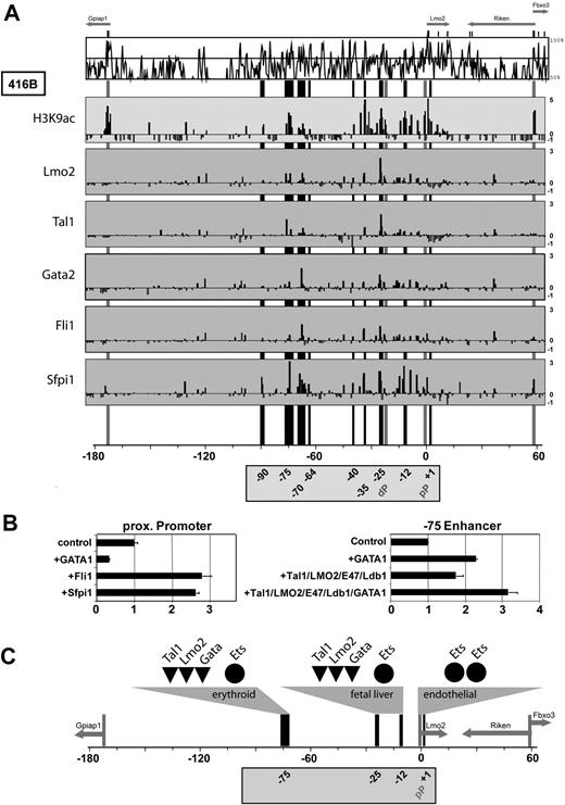 Figure 6. Lmo2/Tal1 and Gata factors act through hematopoietic elements, while Ets factors control the pP. (A) ChIP-chip analysis in myeloid progenitor cell line 416B performed with antibodies against histone H3 acetylation (H3K9ac) or transcription factors Lmo2, Tal1, Gata2, Fli1, and Sfpi1. MVista representation of mouse/human sequence conservation is shown on the top and annotations of promoters (gray), and the 9 candidate regulatory elements (black) are as in Figure 1. The y-axis represents the log 2 enrichment of ChIPed DNA over input DNA ranging from −1 to 5 or 3, respectively. The H3K9ac panel is derived from Figure 2, to highlight accessible areas in the Lmo2 locus of 416B cells. Specific binding of Tal1/Lmo2/Gata2 can be found to hematopoietic elements but not to the endothelial pP region. This is in contrast with Ets factors, which do bind the pP region. (B) Transactivation assays in 293T cells using the LMO2 pP and hematopoietic enhancer constructs. The pP can be transactivated by Ets factors Fli1 and Sfpi1, whereas the −75 element is transactivated by a multiprotein complex containing Tal1, LMO2, E47, Ldb1, and GATA1. Transactivation assays were performed in at least 2 biologic replicates and assayed in triplicates. The values shown for the −75 enhancer were normalized using the values obtained with the pP construct without enhancer. (C) Differential regulation of Lmo2 elements. Autoregulatory complexes composed of Lmo2, Tal1, and Gata factors activate distal hematopoietic elements (erythroid and FL), whereas Ets factors are acting on the endothelial promoter. Annotations are as in Figure 1.
