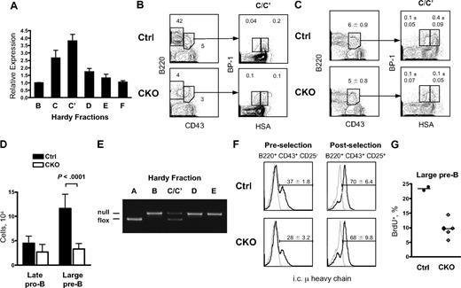 Figure 1. Zfx deletion results in a block in early B-cell development. (A) The expression of Zfx in sorted B-cell populations from the BM of wild-type mice. Shown are normalized Zfx expression levels relative to the Hardy fraction B sample, as determined by qPCR (mean ± SD of triplicate reactions). (B) The analysis of Hardy fractions in the BM of control and Tie2-Cre+ Zfxflox/y CKO mice at 4 to 5 weeks. The percentages of fractions A-C′ (B220+ CD43+), D-F (B220hi CD43−), C (late pro-B, HSAint BP-1+), and C′ (large pre-B, HSAhigh BP-1+) in the total BM are shown for a representative staining. The ratio of Fr. C′/Fr. C populations was 4 in control and 1 in CKO BM (P = .003, average of 4 mice per group). (C) The analysis of Hardy fractions in the BM of control and Mb1-Cre+ Zfxflox/y CKO mice at 4 to 6 weeks. The percentages of fractions A-C′, C, and C′ are indicated (mean ± SD of 6-7 mice per group). (D) Absolute numbers of fractions C and C′ in control and Mb1-Cre+ Zfxflox/y CKO mice (mean ± SD of 6-7 mice per group). (E) Excision efficiency of Zfx in sorted Hardy fractions of Mb1-Cre+ Zfxflox/y CKO mice as determined by genomic PCR. (F) The expression of intracellular μ heavy chain in control and Mb1-Cre+ Zfxflox/y CKO mice. Intracellular IgM histogram profiles of B220+ CD43+ CD25− late pro-B cells and B220+ CD43+ CD25+ large pre-B cells are shown; the IgM+ fraction is indicated (mean percentage ± SD of 3 mice per group). Gray histograms represent isotype control. (G) Proliferation of large pre-B cells in control and Mb1-Cre+ Zfxflox/y CKO mice. Mice were injected intraperitoneally with BrdU 50 minutes before analysis. The fraction of BrdU+ cells in the B220+ CD43+ CD25+ large pre-B cells of individual mice is shown.