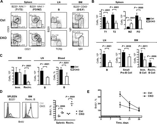 Figure 2. Defective maintenance of peripheral B cells in the absence of Zfx. (A) The analysis of B-cell populations in the BM, spleen, and LNs of control and Mb1-Cre+ Zfxflox/y CKO mice at 4 to 6 weeks. Representative staining profiles are shown, with the percentages of select B-cell subsets indicated (mean ± SD of 5-7 mice per group). (Left) Splenic transitional type T1 (CD21lowCD23low) and T2 (CD21+CD23+), follicular (FO; CD21int CD23high), and marginal zone (MZ; CD21highCD23low); (middle) lymph node B cells; (Right) BM Fr. F recirculating B cells (IgMintIgDhigh). (B) The absolute number of B-cell subsets in control and Mb1-Cre+ Zfxflox/y CKO mice (mean ± SD of 5-7 mice per group). (C) The analysis of B-cell populations in the BM, LNs, and blood of control and CD19-Cre+ Zfxflox/y CKO mice at 8 to 12 weeks. The graphs show the absolute number of immature (Fr. E) and mature recirculating (Fr. F) BM B cells (mean ± SD of 10-11 mice), the absolute number of LN B220+ B cells (mean ± SD of 6 mice), and the fraction of blood B220+ B cells (mean ± SD of 3-5 mice). (D) B-cell turnover in control and CD19-Cre+ Zfxflox/y CKO mice. Mice were left untreated (open gray histograms) or fed BrdU for 2 weeks. Representative BrdU staining of splenic B220+ B cells and B220hi IgDhi recirculating BM B cells is shown. The graph indicates average percentage of BrdU+ B cells in individual control and CKO mice. Immature B cells in both control and CKO BM were 70% to 85% BrdU+ (not shown). (E) B-cell lifespan in control and CD19-Cre+ Zfxflox/y CKO mice pulsed with BrdU for 2 weeks. The graph shows the fraction of BrdU+ splenic B cells at the indicated time points after BrdU withdrawal (mean ± SD of 3 mice).