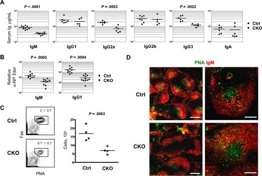 Figure 4. Delayed antibody response to T-dependent antigen after B cell–specific Zfx deletion. (A) Serum Ig levels in naive control and CD19-Cre+ Zfxflox/y CKO mice at 8 to 12 weeks. Significant differences between the groups are indicated. (B) Antibody response to T-dependent antigen in control and CD19-Cre+ Zfxflox/y CKO mice. Mice were immunized with NP-KLH, and relative anti-NP IgM and IgG1 titers were determined 7 days later. (C) The analysis of GC B cells in control and CKO mice immunized as in panel C. Shown are staining profiles of splenic B220+ IgDlo B cells, with the fraction of PNA+ Fas+ GC B cells indicated (mean ± SD of 4 mice). The graph shows absolute GC B-cell numbers per spleen. (D) Immunochemical analysis of germinal center (GC) response to T-dependent antigen. Control and CD19-Cre+ Zfxflox/y CKO spleens 7 days after immunization with NP-KLH were stained for GC B cells with PNA in combination with anti-IgM. Bars represent 0.5 mm (left) and 0.2 mm (right).