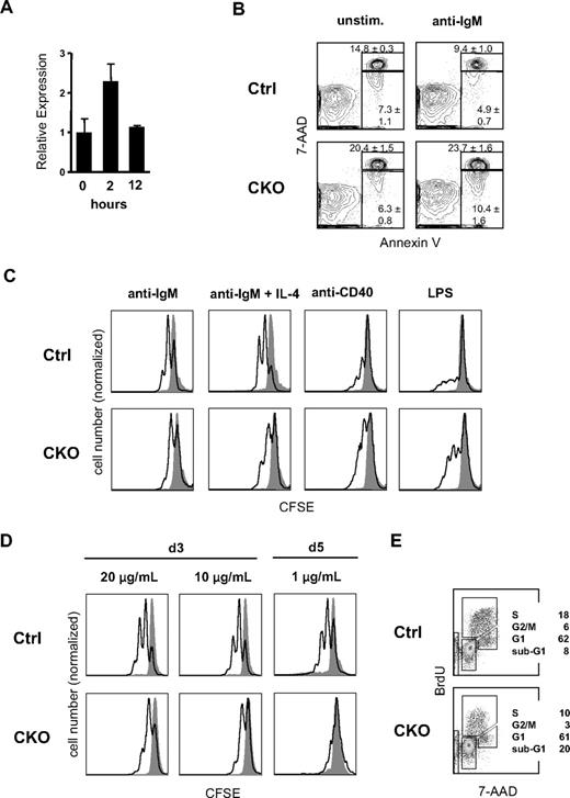 Figure 5. Impaired BCR-induced survival and proliferation in Zfx-deficient B cells. (A) The expression of Zfx in wild-type FO B cells after BCR stimulation. Normalized Zfx expression levels were determined by qPCR relative to the nonstimulated sample (mean ± SD of triplicate reactions). (B) BCR-induced apoptosis of B cells from control and CD19-Cre+ Zfxflox/y CKO mice. Representative staining profiles of annexin V and DNA content (7-AAD) are shown for restingB cells cultured in vitro with or without anti-IgM for 24 hours. The fractions of annexin V+7-AAD− apoptotic cells and annexin V+7-AAD+ dead cells are indicated (mean ± SD of 3 mice per group). (C) Proliferation of IgM-stimulated B cells from control and CD19-Cre+ Zfxflox/y CKO mice. Shown is CFSE dilution in B220+ B cells cultured for 3 days after anti-IgM stimulation (open histograms) or in medium alone (gray histograms). Note that the histograms are normalized by the height of the CFSEbright quiescent cell peak, which is decreased in CKO B cells because of apoptosis; hence, the apparent increase in CKO B-cell response to anti-CD40 and LPS. Representative of 4 independent experiments. (D) Dose response of BCR-induced B-cell proliferation. B-cell proliferation was measured as above 3 or 5 days after stimulation with the indicated concentrations of anti-IgM. (E) Cell-cycle analysis of BCR-stimulated B cells from control and CD19-Cre+ Zfxflox/y CKO mice. Splenic B cells were cultured in vitro with anti-IgM for 48 hours and pulsed with BrdU 45 minutes before analysis. Representative staining profiles of BrdU and DNA content (7-AAD) with the percentage of cells in the indicated cell-cycle fractions are shown.